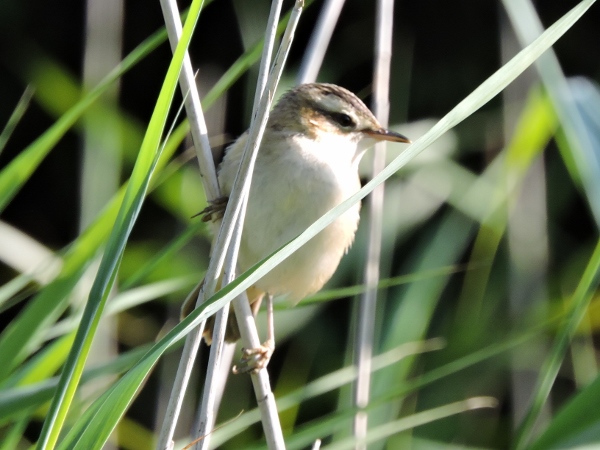 Sedge Warbler