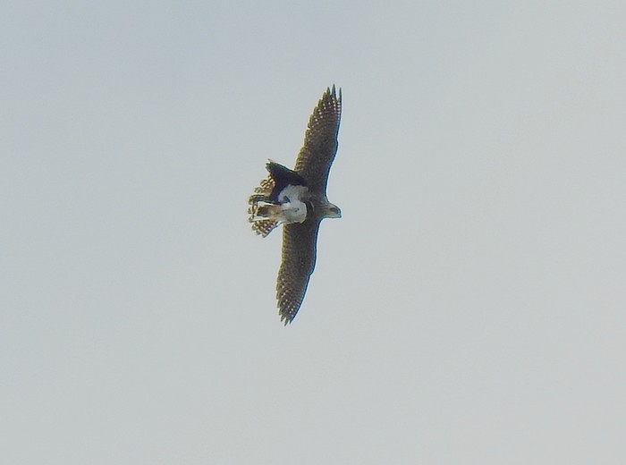 Peregrine