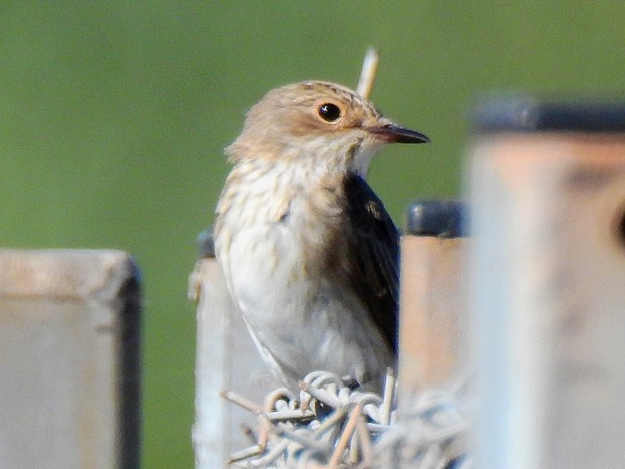 Spotted Flycatcher