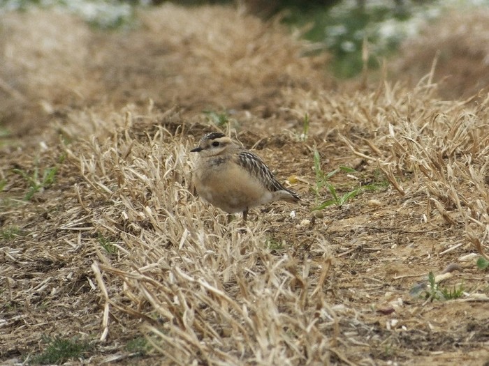Dotterel