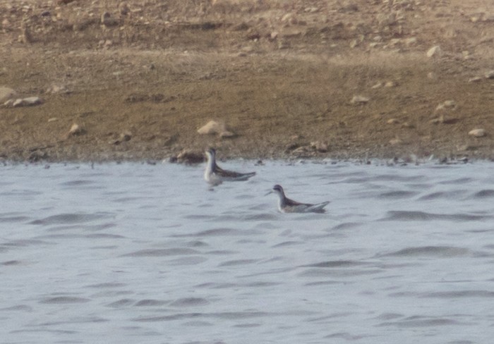 Red-necked Phalarope