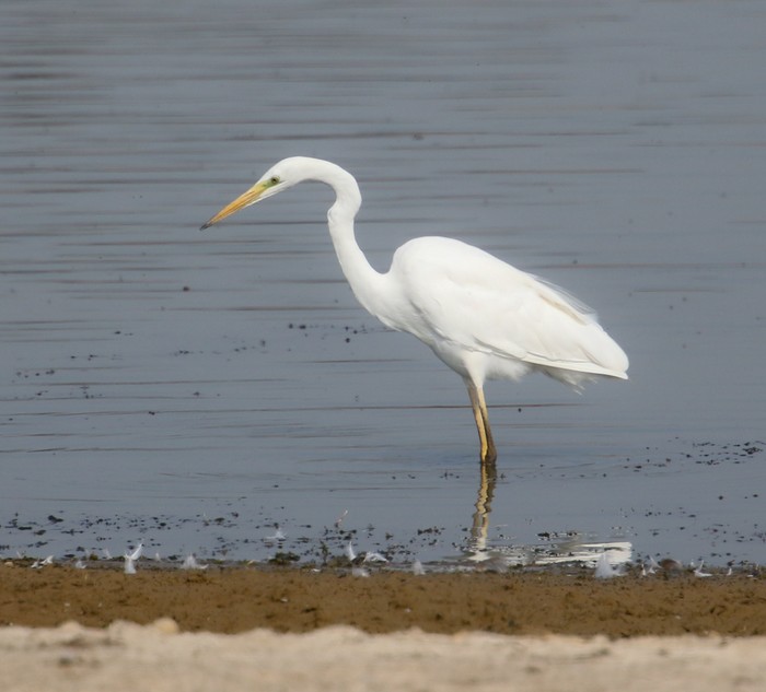 Great White Egret