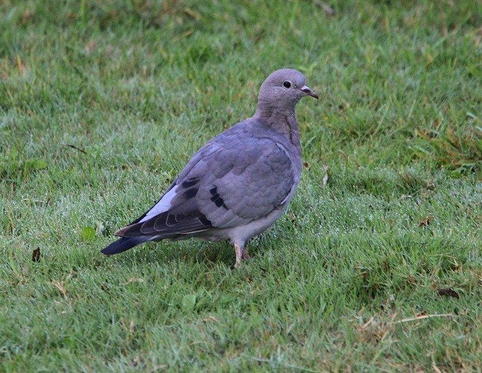 Stock Dove
