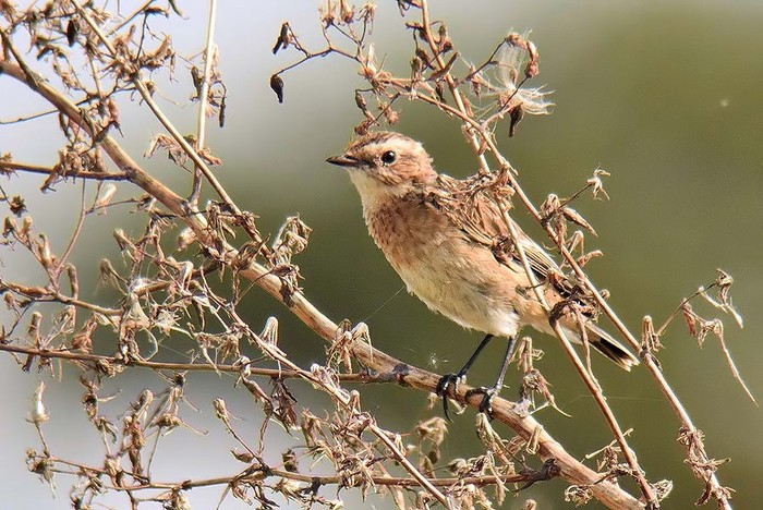 Whinchat