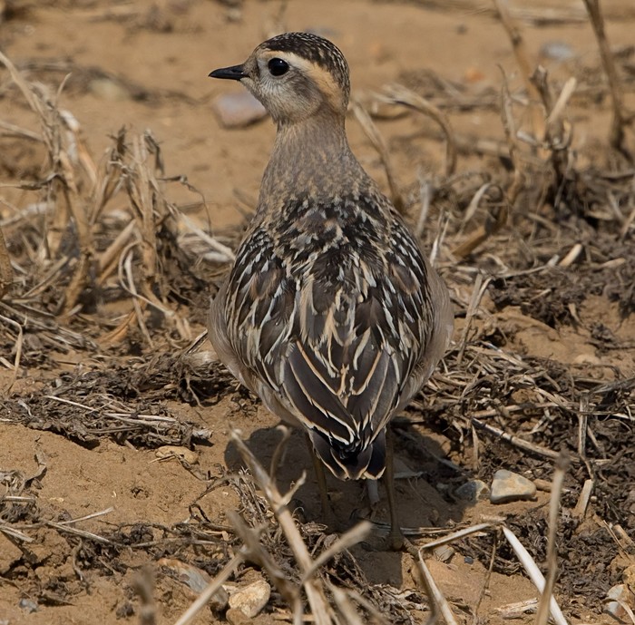 Dotterel