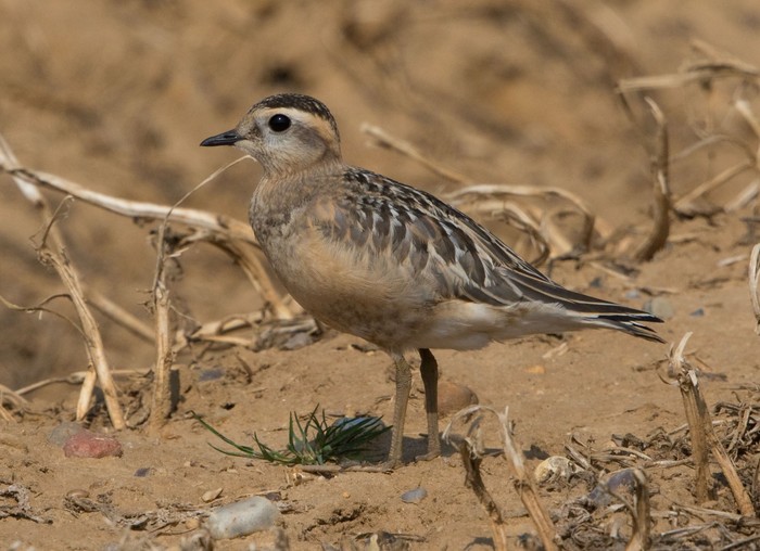 Dotterel