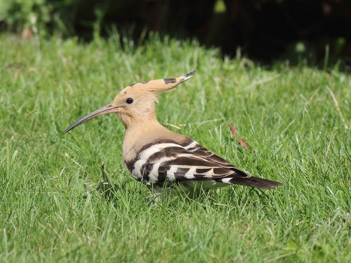 Hoopoe