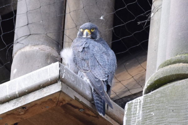 Peregrine