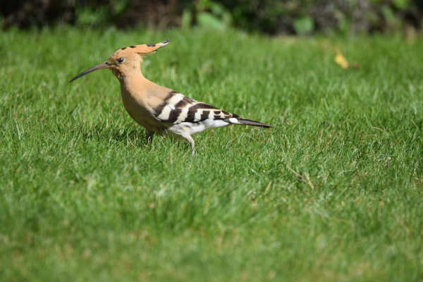 Hoopoe