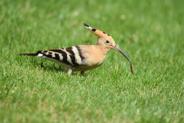 Hoopoe