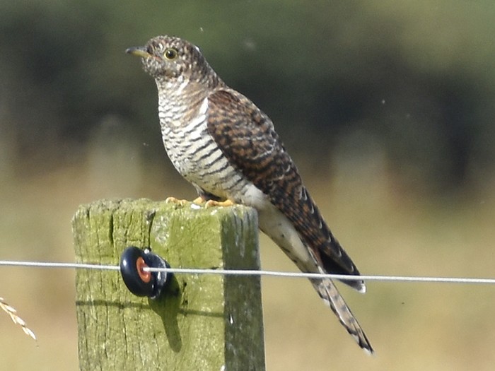Cuckoo