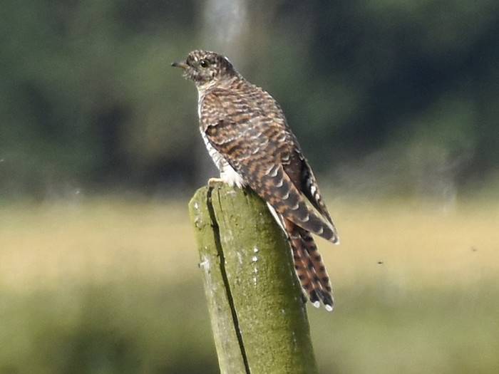 Cuckoo