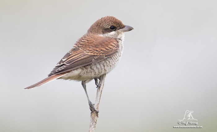 Red-backed Shrike
