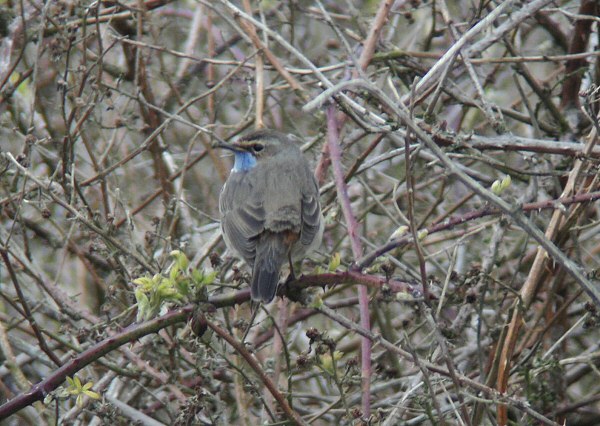 White-spotted Bluethroat