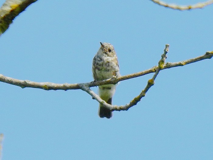 Spotted Flycatcher