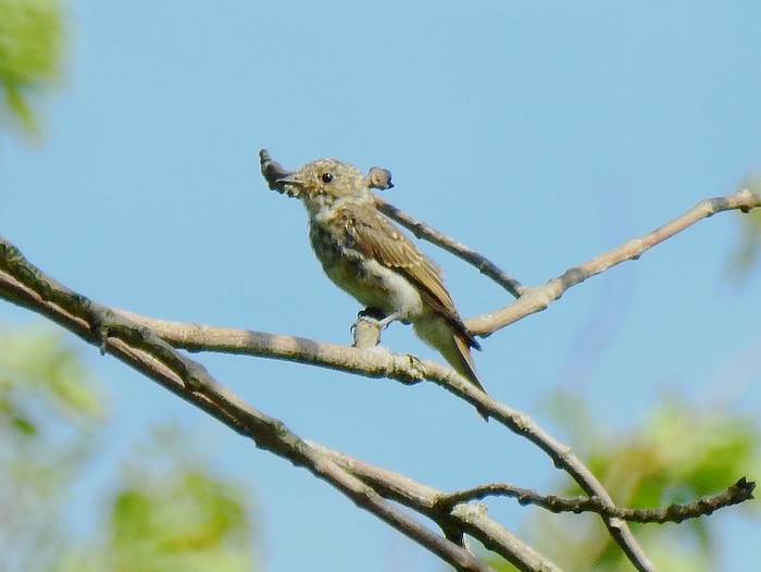 Spotted Flycatcher