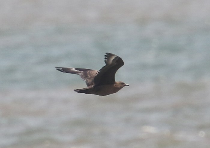Great Skua