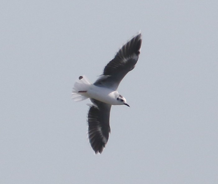 Little Gull