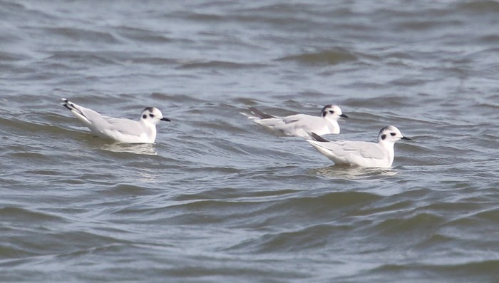 Little Gull