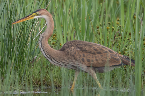 Purple Heron