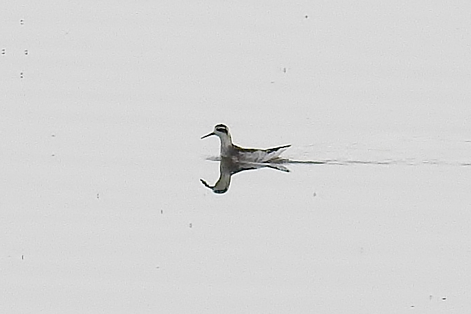 Red-necked Phalarope