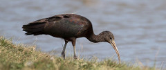 Glossy Ibis