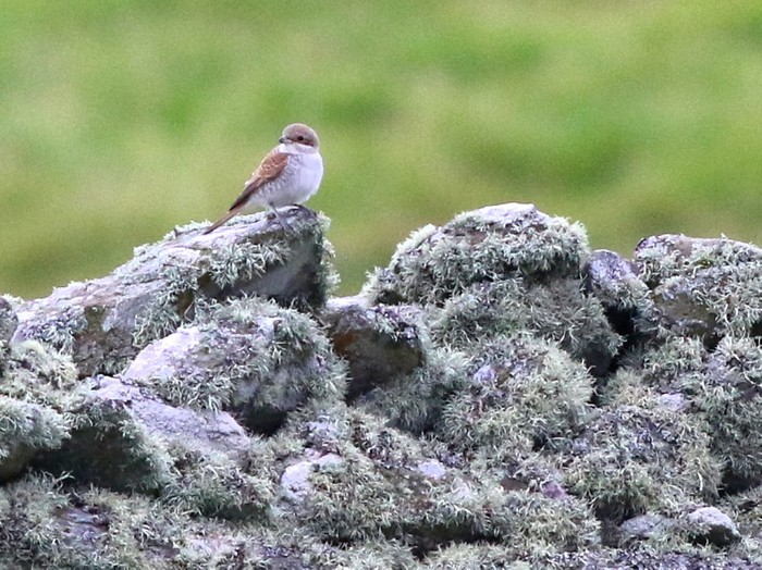 Red-backed Shrike