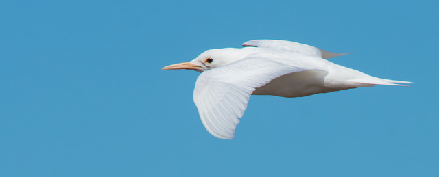 Sandwich Tern