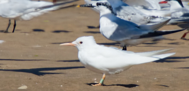 Sandwich Tern