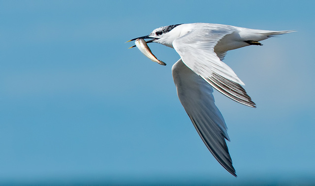 Sandwich Tern
