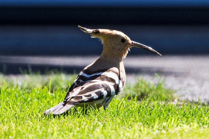 Hoopoe
