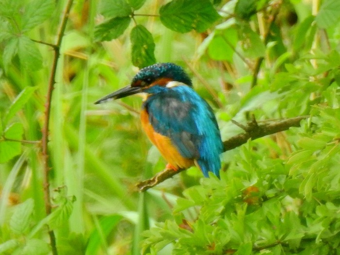 Kingfisher
