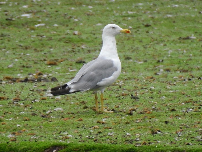 Yellow-legged Gull