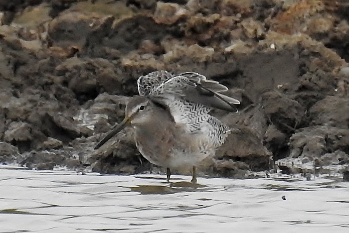 Long-billed Dowitcher