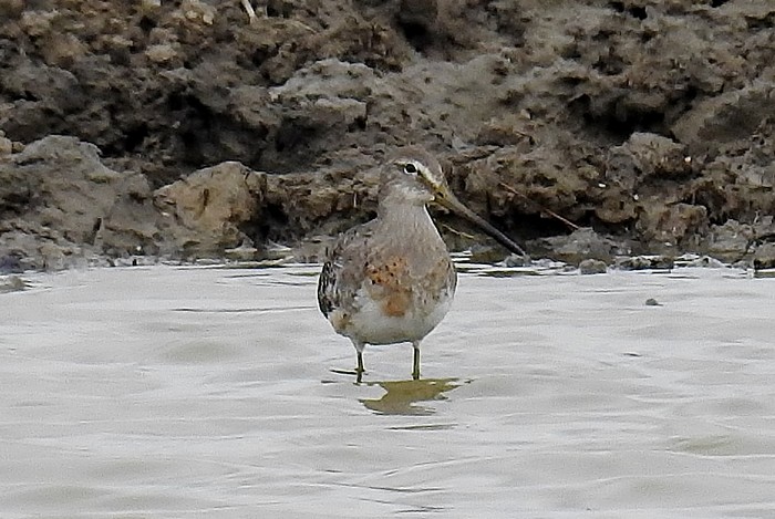Long-billed Dowitcher