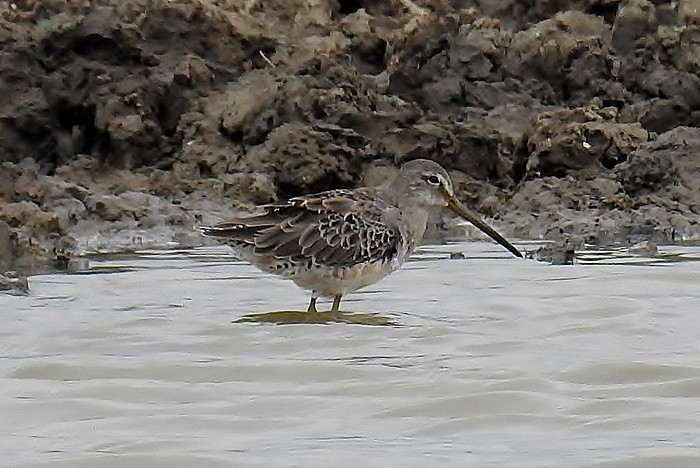 Long-billed Dowitcher