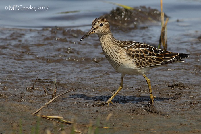 Pectoral Sandpiper