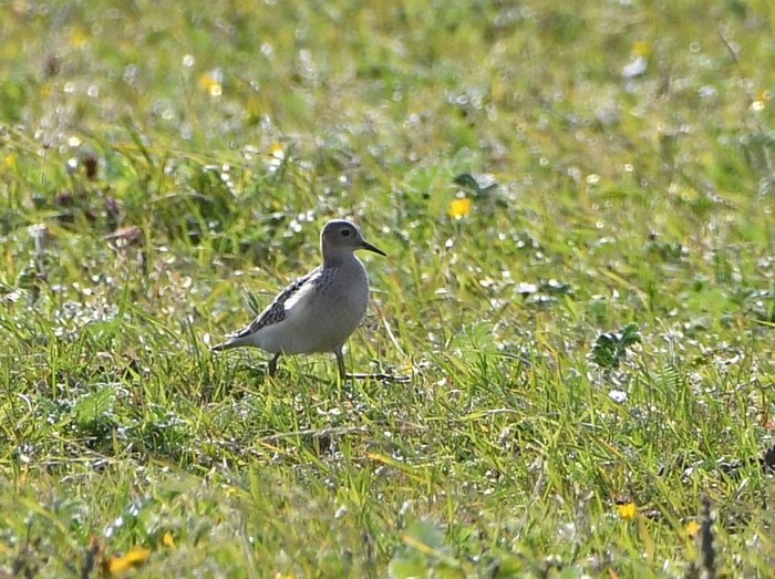 Buff-breasted Sandpiper