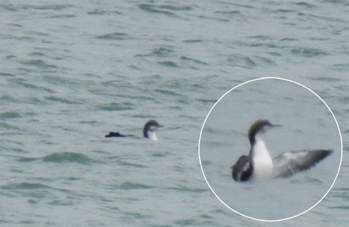 Pacific Diver