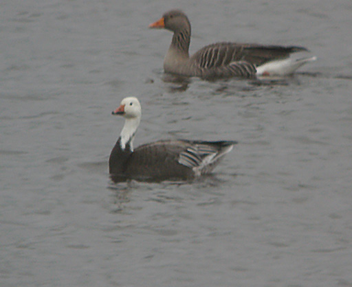 Lesser Snow Goose