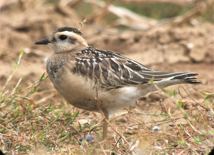 Dotterel