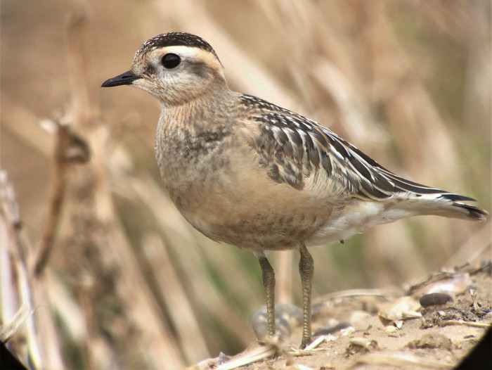 Dotterel