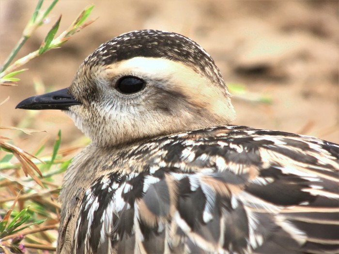 Dotterel