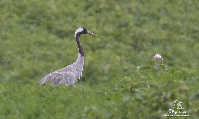 Common Crane