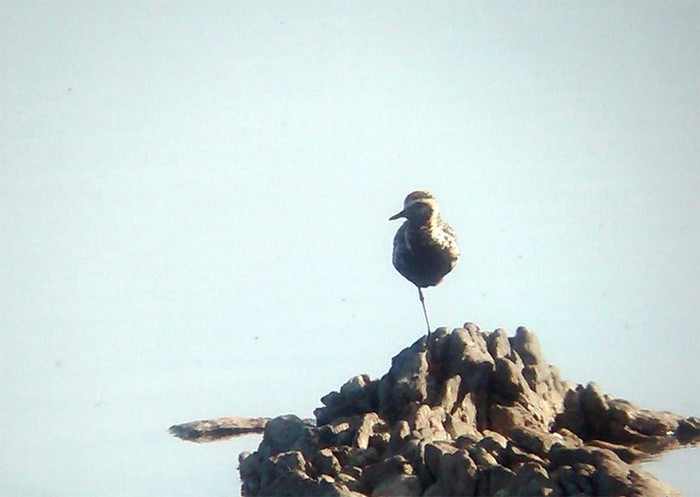 Pacific Golden Plover