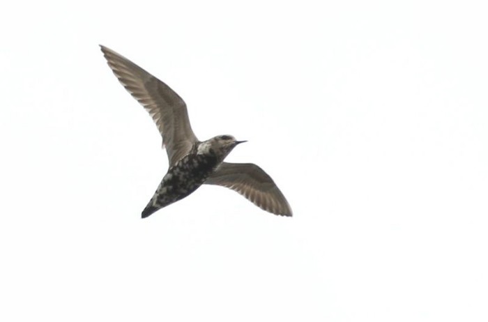 American Golden Plover