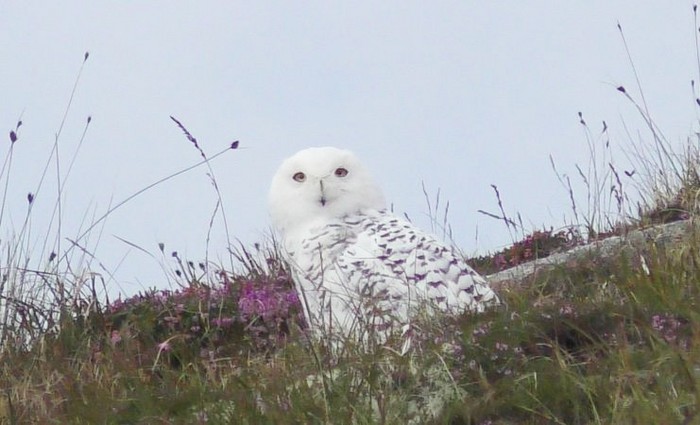 Snowy Owl