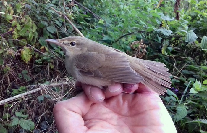 Blyth's Reed Warbler
