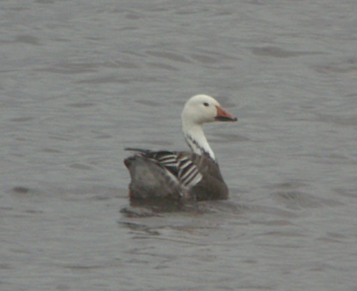 Lesser Snow Goose