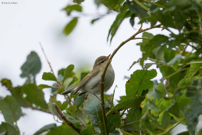Greenish Warbler